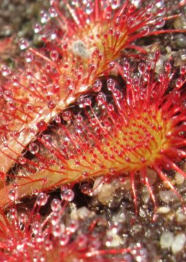 Drosera spatulata {Shin Chaya, Japan}