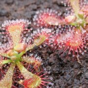 Drosera spatulata {Taipai}