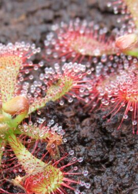 Drosera spatulata {Taipai}