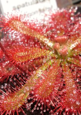 Drosera spatulata {Tamboon Intel Vic. Australia}