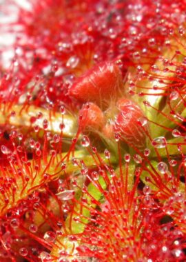 Drosera spatulata {Tamboon Intel Vic. Australia}