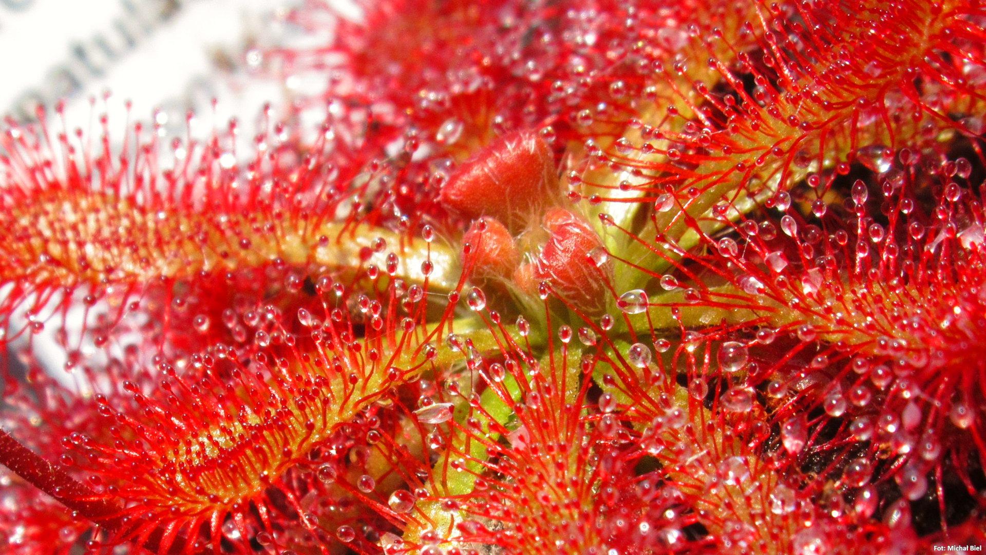 Drosera spatulata {Tamboon Intel Vic. Australia}