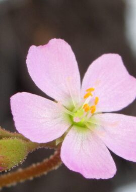 Drosera spatulata {Tamboon Intel Vic. Australia}