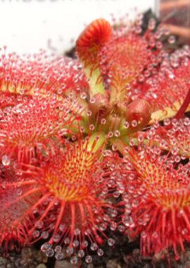 Drosera spatulata {Tamboon Intel Vic. Australia}