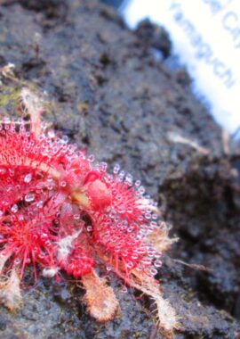 Drosera spatulata {Ube City, Japan}