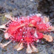 Drosera spatulata {Ube City, Japan}