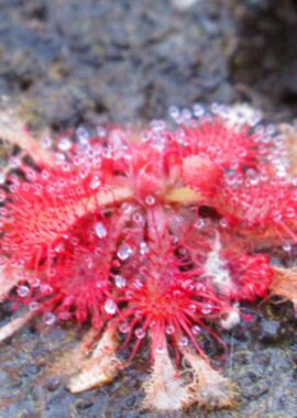 Drosera spatulata {Ube City, Japan}