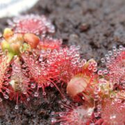 Drosera spatulata {Wentworth Fall, Blue Mountain, NSW}