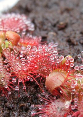 Drosera spatulata {Wentworth Fall, Blue Mountain, NSW}