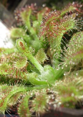 Drosera spatulata {Denniston, NZ.}