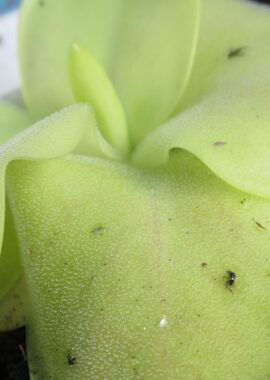 Pinguicula x 'Tina’