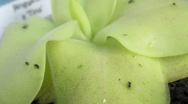 Pinguicula x 'Tina’