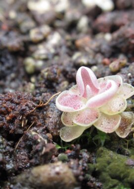 Pinguicula sp. Tonala