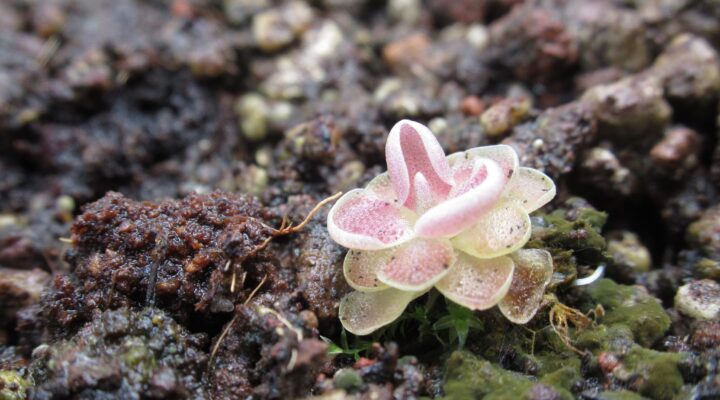 Pinguicula sp. Tonala