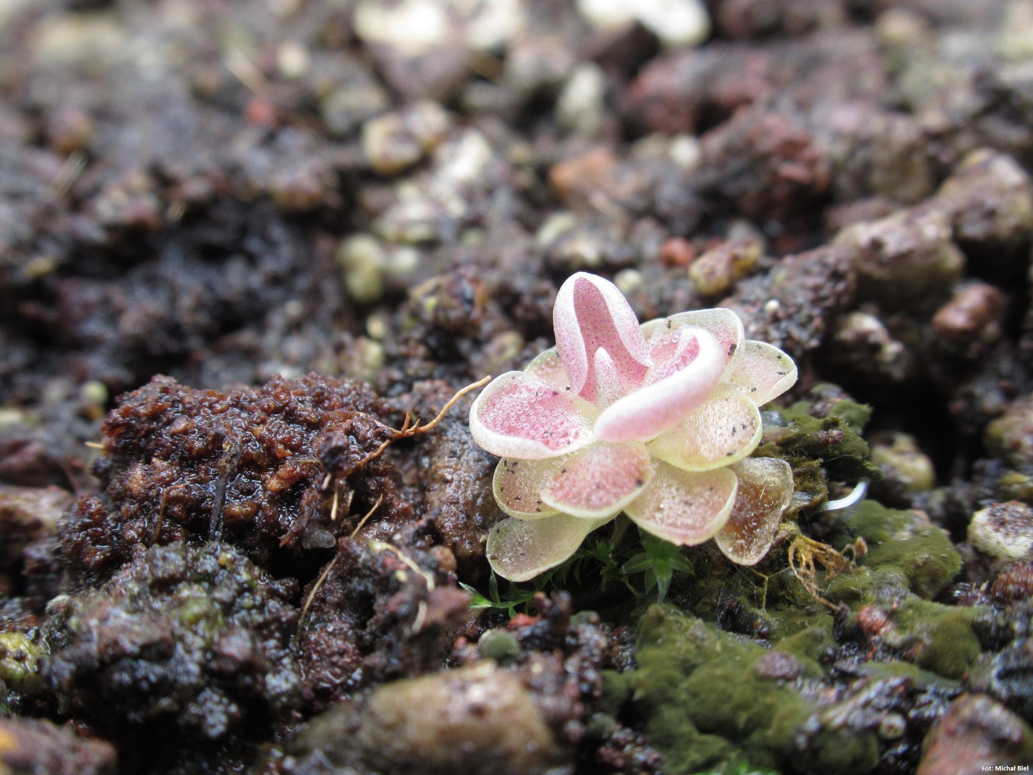 Pinguicula sp. Tonala
