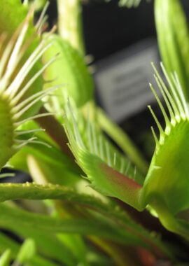 Dionaea muscipula Trichterfalle