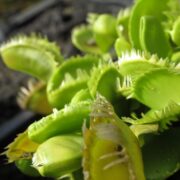 Dionaea muscipula Triton