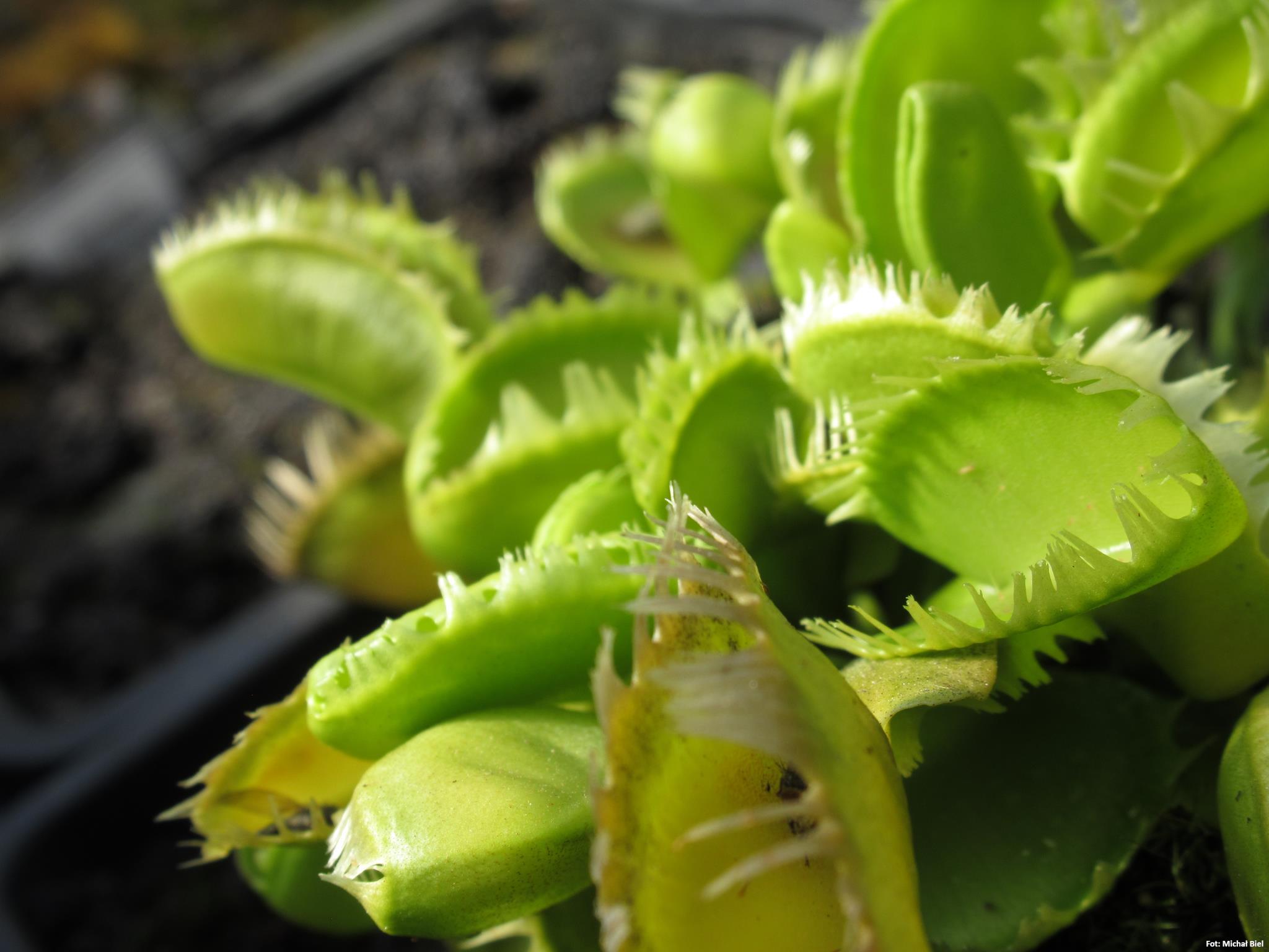 Dionaea muscipula Triton