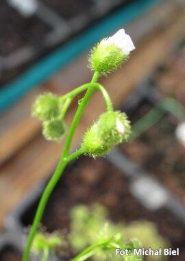 Drosera gunniana {Tunnel Hill}