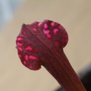 Sarracenia - 'C24 064'