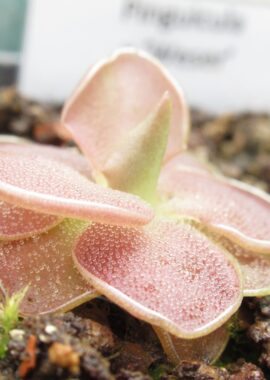 Pinguicula x 'Weser’