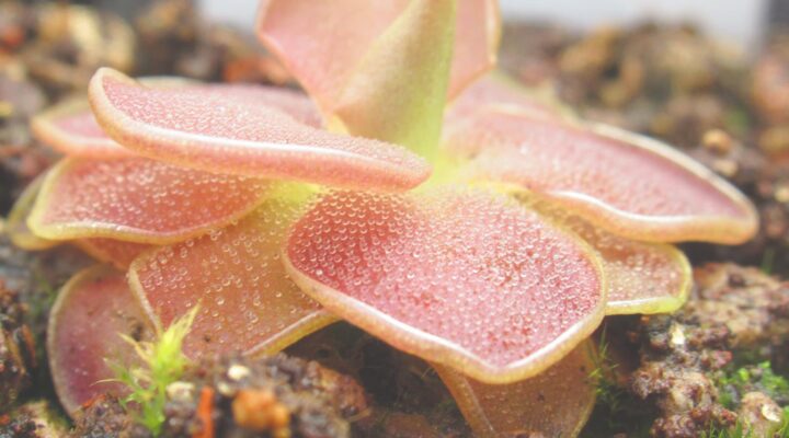 Pinguicula x 'Weser’