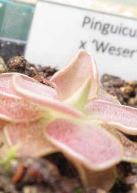 Pinguicula x 'Weser’