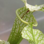 Sarracenia - 'C24 065'