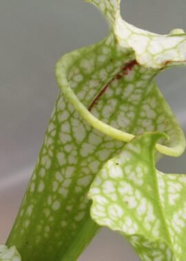 Sarracenia – 'C24 065