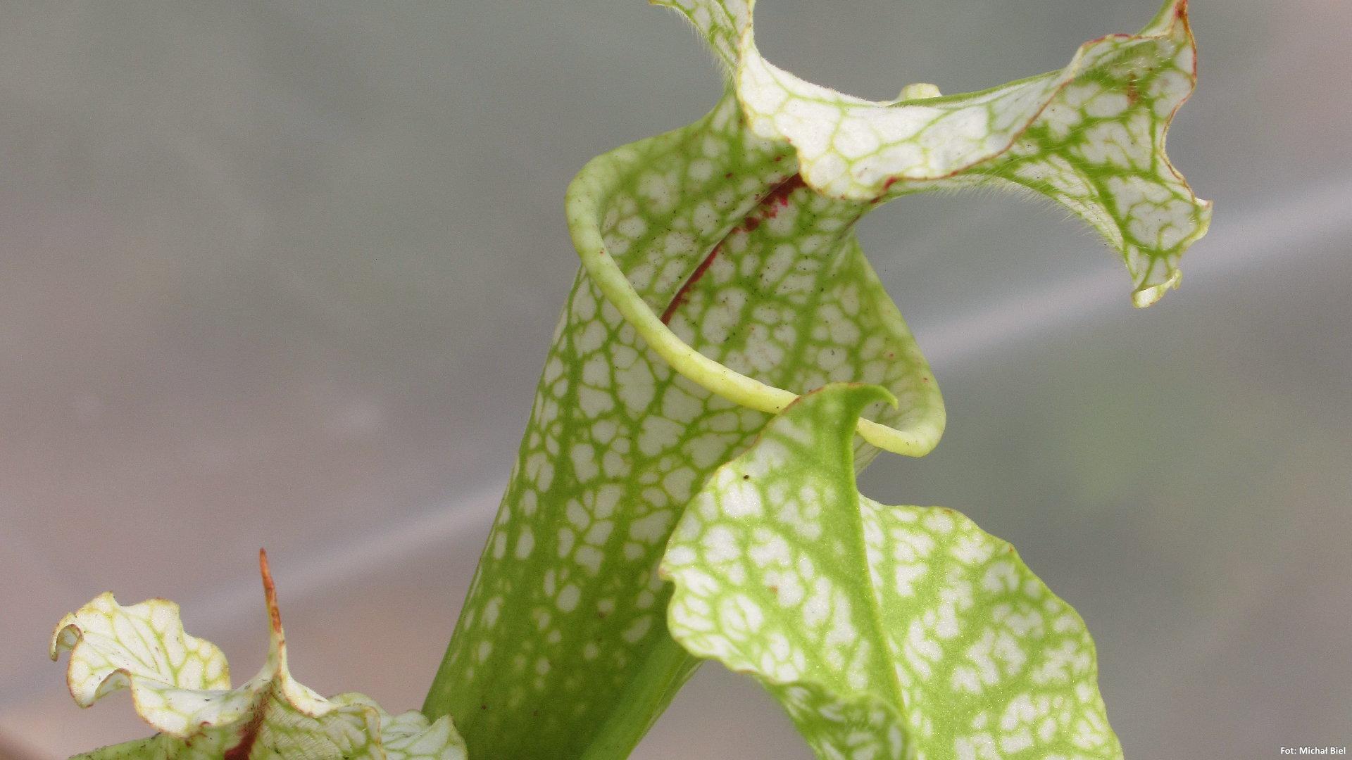 Sarracenia - 'C24 065'