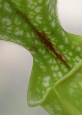 Sarracenia – 'C24 065