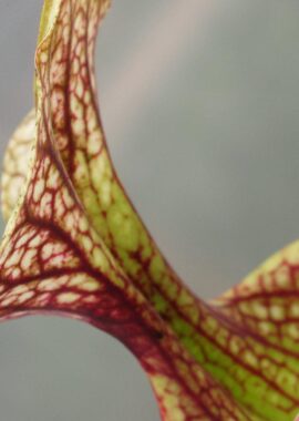 Sarracenia x moorei 'Adrian Slack’ (MK H113)