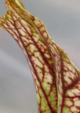 Sarracenia x moorei 'Adrian Slack’ (MK H113)