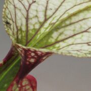 Sarracenia x moorei 'Adrian Slack' (MK H113)