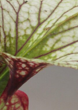 Sarracenia x moorei 'Adrian Slack’ (MK H113)