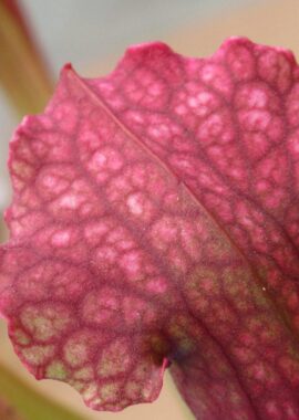 Sarracenia x Fiona