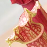 Sarracenia x Fiona