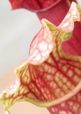 Sarracenia x Fiona