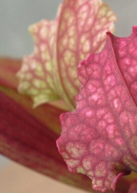 Sarracenia x Fiona