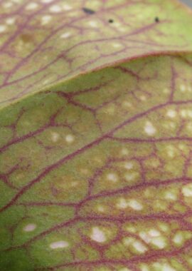 Sarracenia x Mushroom Periscope