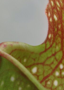 Sarracenia x Mushroom Periscope