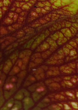 Sarracenia x Mushroom Periscope