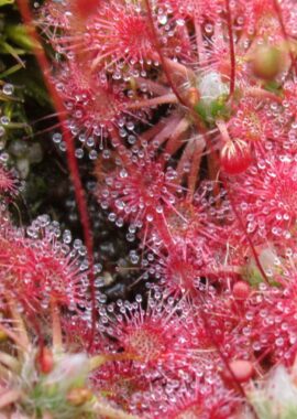 Drosera x Badgerupii