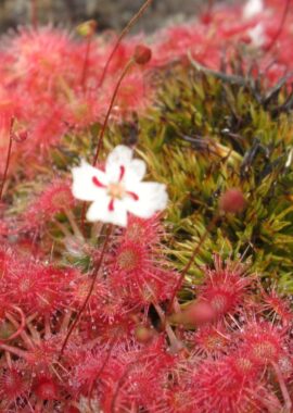 Drosera x Badgerupii