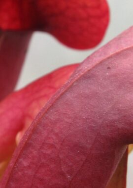 Sarracenia x Barbapapa