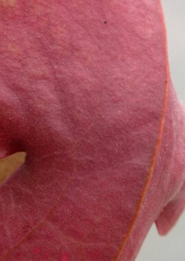 Sarracenia x Barbapapa