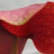 Sarracenia x Barbapapa