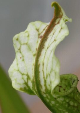 Sarracenia x Camisole