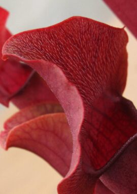 Sarracenia x Chelsonii
