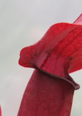 Sarracenia x Chelsonii